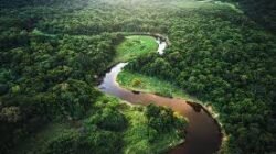 Menyusuri Keindahan Hutan Amazon di Brasil: Panduan 2025
